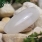 Топ Siren no wape FRENCH MANICURE 10 gr